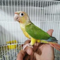 گرینچیک سرلاکی نرمه خور دون خور رام