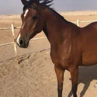مادیان عرب وارداتی آبستن از سیلمی هیلز