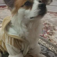 ۲عددسگ کمشده چهافصل