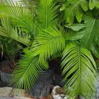 سیکاس