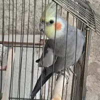 دوتا‌عروس‌هلندی‌نر‌و‌ماده