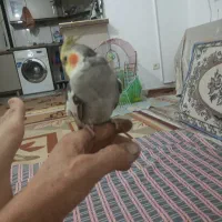 عروس هلندی نر