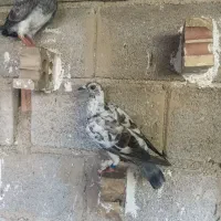 جوجه