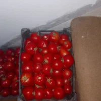 گوجه قوچان