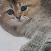 نژاد بریتیش