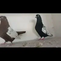 کفتر|پرنده|چترود, |دیوار