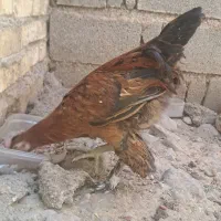 مرغ|حیوانات مزرعه|دهدشت, |دیوار