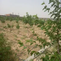 باغچه-سروستان-طرح-هادی