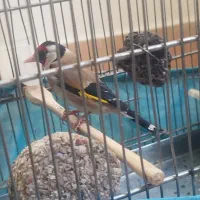 سهره رسمی بخون