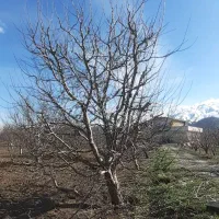 هرس درختان میوە  بە صورت کاملا تخصصی و مهندسی