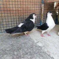 راستدم واکسی درشت
