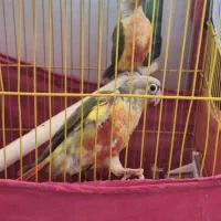 طوطی گرینجیک و عروس هلندی