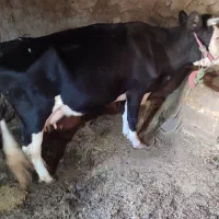 گاو