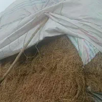 پرس قیمت کلیو ۳۱۰۰ تومان یونجه