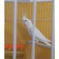 عروس هلندی