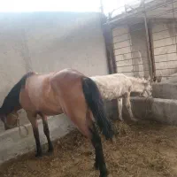 مادیان والاغ