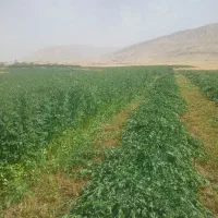 یونجه درجه یک سبز چویلی