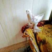 تهرونی و بادکنکی و طوقی همه رنگ