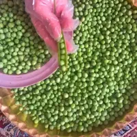 نخود سبز کیلویی        ۲۵۰/۰۰۰درجه یک