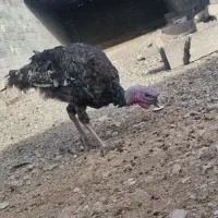 برنز