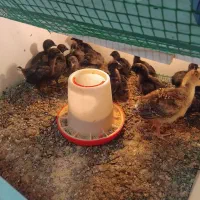 جوجه ایام سمانی اصیل با کیفیت