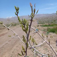 زمین-پسته
