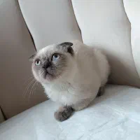 بچه گربه اسکاتیش دبل فولد short hair
