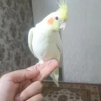جفت عروس هلندی