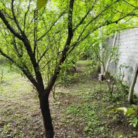 فروش باغ مرکبات در روستای صنم ـ ۷۷۵متری