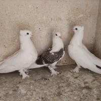 کبوتر هما سرور،سفید کاکولی پاپر