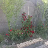 باغ اوایل شاهنامه 35سند تک برگ ملکی( شعبانی)