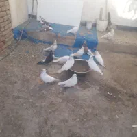 کبوتر تیرونی