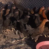 تعدادی نیمچه مرغو خروس محلی ۵ماهه