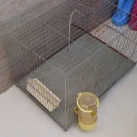 قفس پرنده