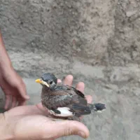 جوجه مینا پرپوش دستی