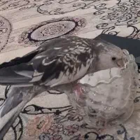 گمشده پرنده