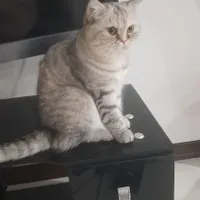 واگذاری دوتا گربه خانگی