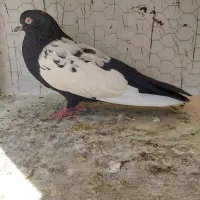 سینه سیاه نر مست