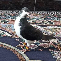 کبوتر شیرازی