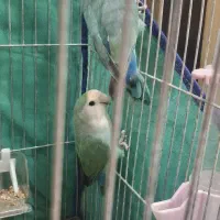 طوطی  کوتوله برزیلی مولد کار داده