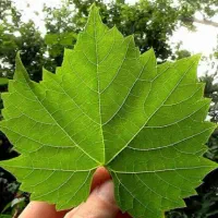 برگ مو تازه