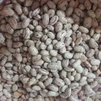 لوبیا چیتی درجه یک کیلویی ۳۵۰