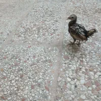 جوجه سیبرایت مینیاتوری