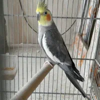 پرنده
