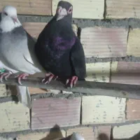 کبوتر