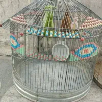 سهره قناری