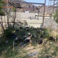 سی عددبوقلمون برنزه