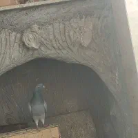 کبوتر