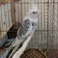 عروس هلندی نر