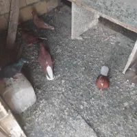 پرنده دمسفید